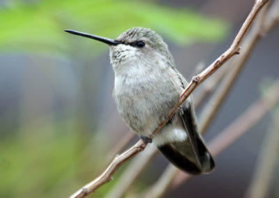 Hummingbirds 61