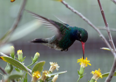 Hummingbirds 62