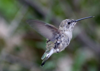 Hummingbirds 63