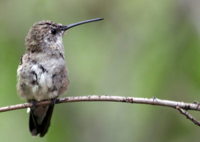Hummingbirds 64