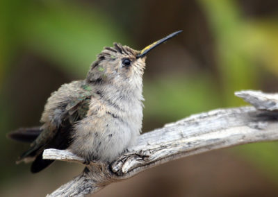 Hummingbirds 65