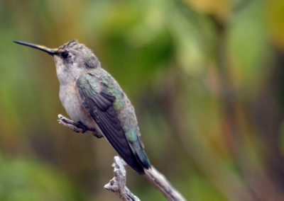 Hummingbirds 67