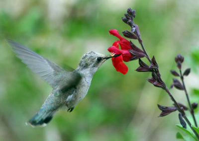 Hummingbirds 69