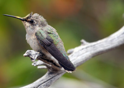 Hummingbirds 70