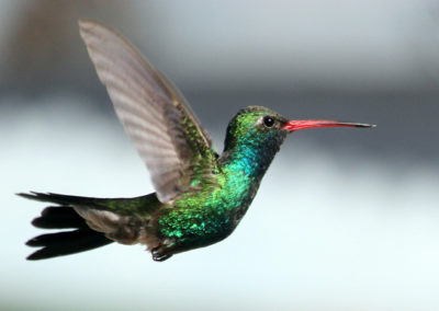 Hummingbirds 72