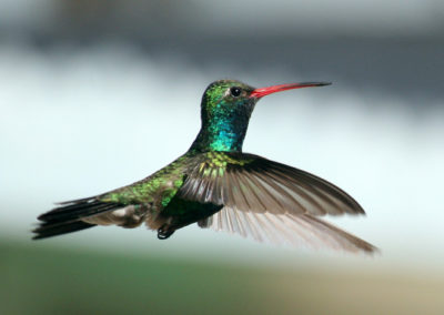 Hummingbirds 73