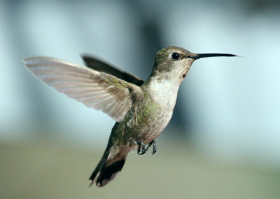 Hummingbirds 74