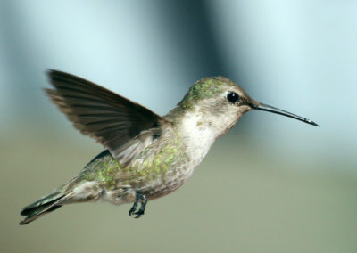 Hummingbirds 75