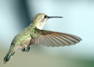 Hummingbirds 76