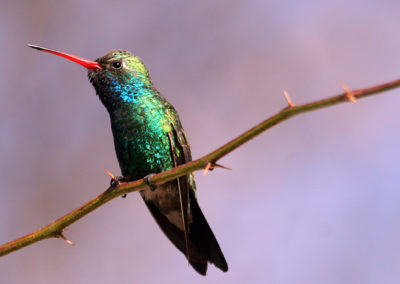 Hummingbirds 77
