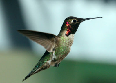 Hummingbirds 78