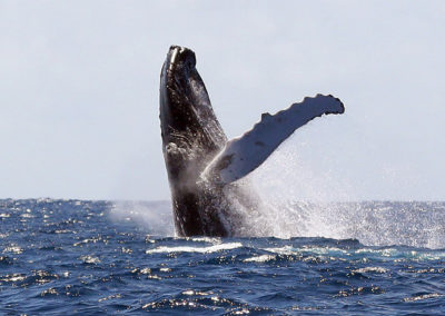 Humpback Whales 24
