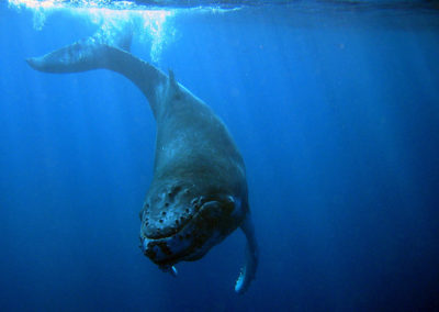 Humpback Whales 25