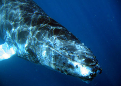 Humpback Whales 26