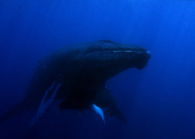 Humpback Whales 27