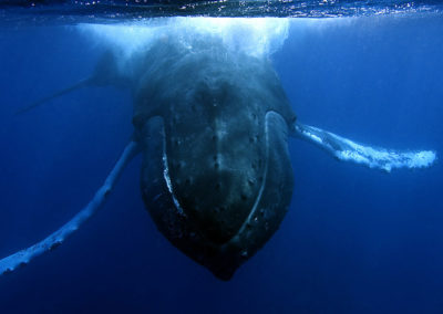 Humpback Whales 28
