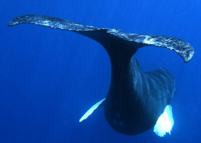 Humpback Whales 29