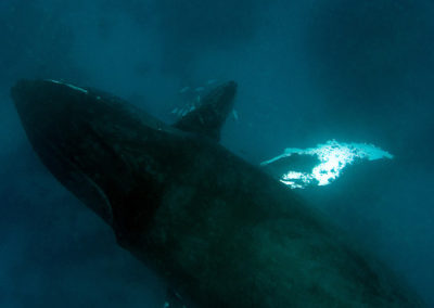 Humpback Whales 30