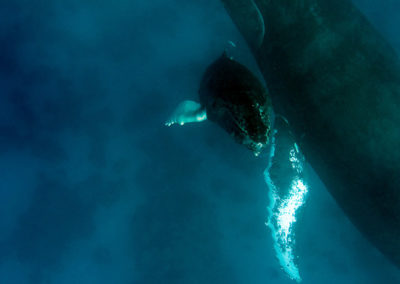 Humpback Whales 31