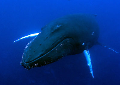 Humpback Whales 32