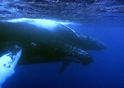 Humpback Whales 33