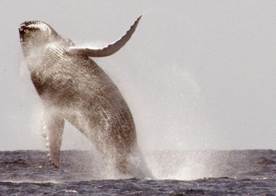 Humpback Whales 34