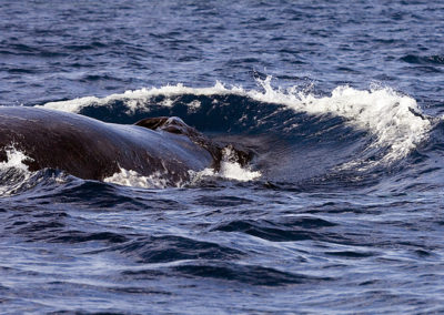Humpback Whales 35