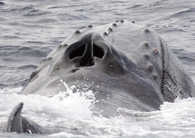 Humpback Whales 36