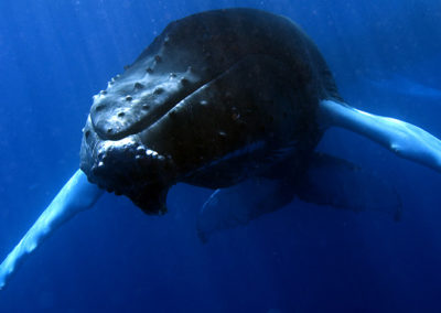 Humpback Whales 37