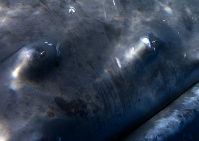 Humpback Whales 38