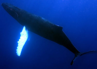 Humpback Whales 40