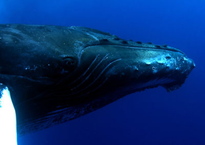 Humpback Whales 42