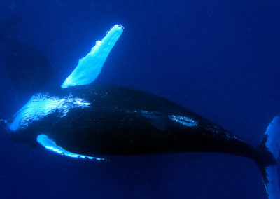 Humpback Whales 43