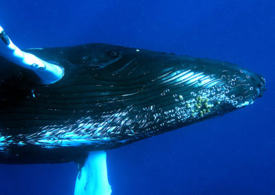 Humpback Whales 44