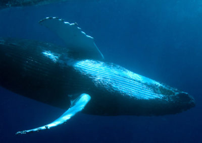 Humpback Whales 45