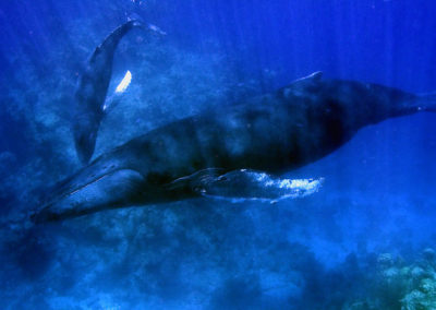 Humpback Whales 47