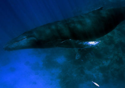 Humpback Whales 48