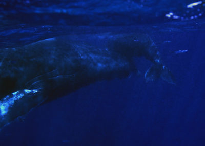 Humpback Whales 50