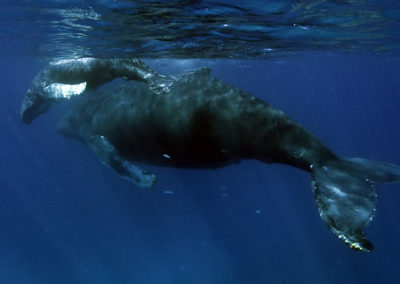 Humpback Whales 51