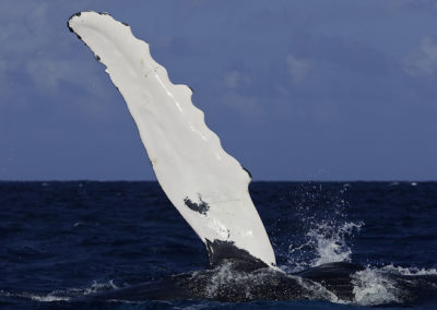 Humpback Whales 53
