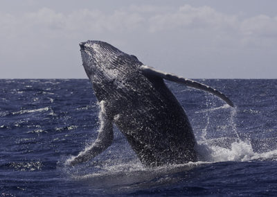 Humpback Whales 54