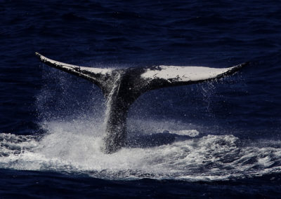 Humpback Whales 55