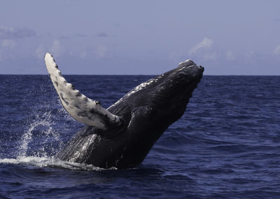 Humpback Whales 57