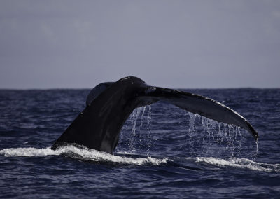 Humpback Whales 58