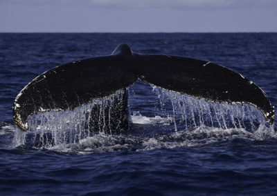 Humpback Whales 59
