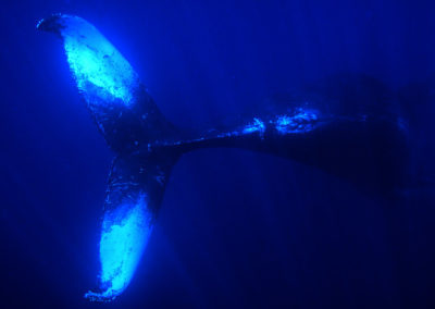 Humpback Whales 60