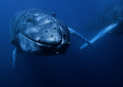 Humpback Whales 3