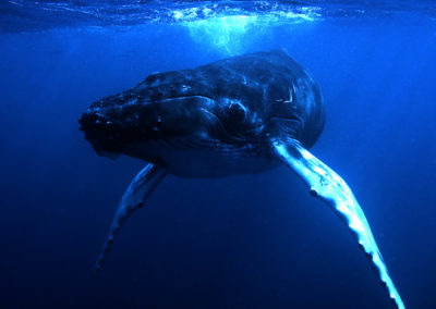 Humpback Whales 5