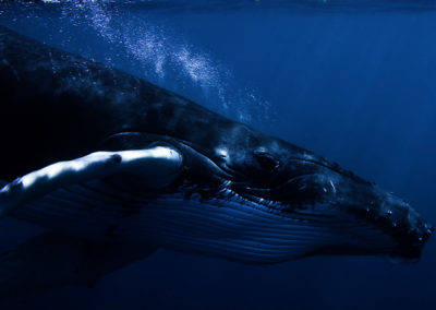 Humpback Whales 8