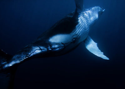 Humpback Whales 9